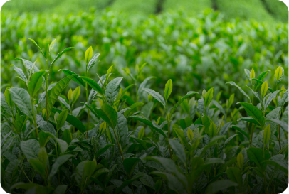 Green Tea