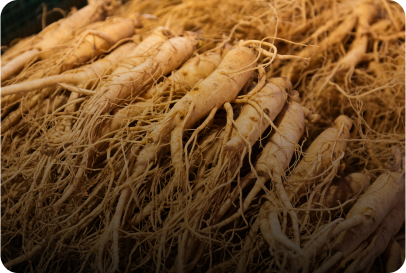 Siberian Ginseng "Eleuthero"