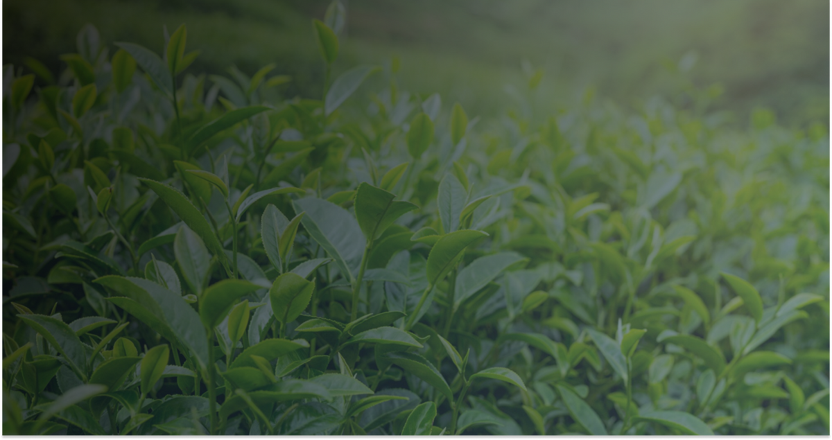 SPORTea - Energize Your Day! ... The SPORTea Way – SPORTea®